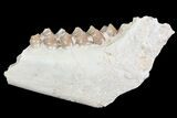 Oligocene Ruminant (Leptomeryx) Jaw Section #70095-1